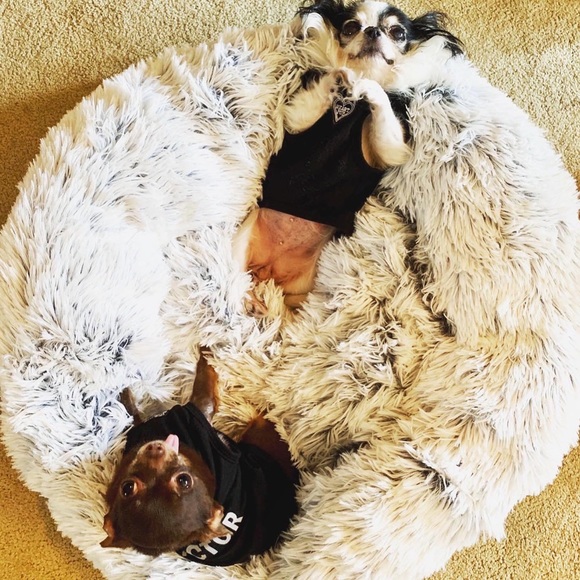 ERGONOMIC LUXURY PET MICRO-BEAD BEAN-BAG BED 🛏 - Picture 4 of 7